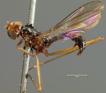 Media type: image;   Entomology 13324 Aspect: habitus lateral view